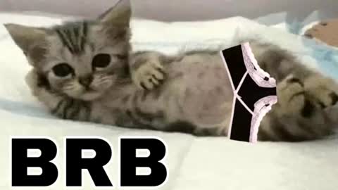 Snapshot of _meowmiko__ chatting on June 12, 11:03 pm miko3 online show from June 12, 11:03 pm