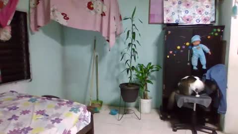 Abby online show from February 3, 12:36 am