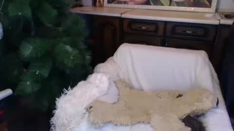 Snapshot of alenablack chatting on December 15, 2:08 am Luly online show from December 15, 2:08 am