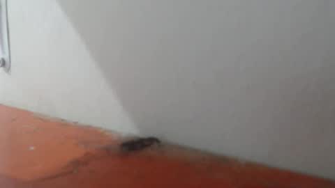 Alexamdergal online show from March 6, 11:01 pm