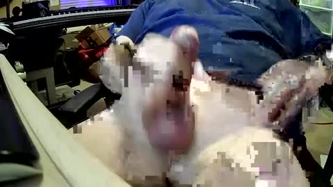 Snapshot of bb5199bb chatting on December 27, 1:00 am bb5199bb online show from December 27, 1:00 am