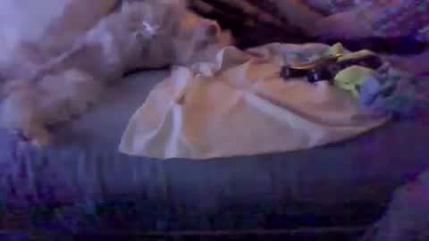 BB online show from February 8, 3:10 am