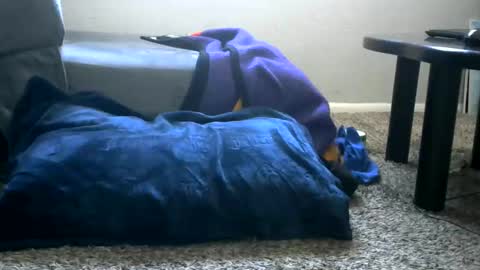 bigboybigbutt69 online show from May 25, 11:00 pm