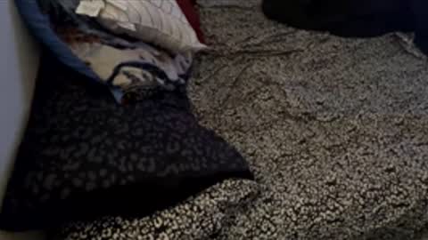 bigdickpapishampoo online show from November 28, 6:21 pm