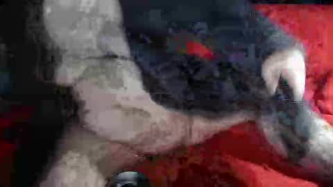 Snapshot of biggrey66 chatting on December 14, 4:34 am biggrey66 online show from December 14, 4:34 am