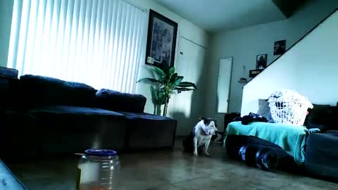 blackriches96 online show from February 17, 3:09 pm