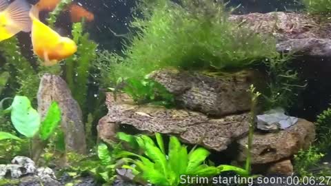 Booker Baxton online show from December 3, 4:03 am