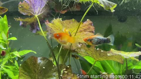 Booker Baxton online show from January 2, 3:58 am