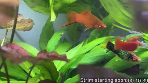 Booker Baxton online show from October 28, 2:59 am