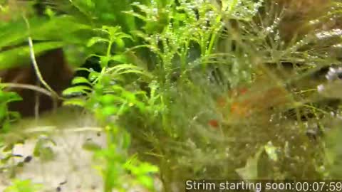 Booker Baxton online show from November 14, 4:00 am