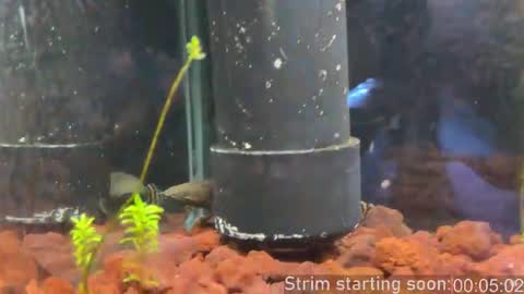 Booker Baxton online show from February 28, 4:02 am