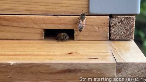 Booker Baxton online show from March 4, 4:07 am