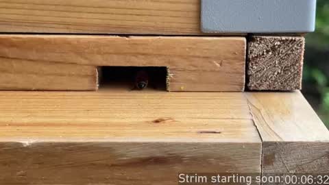 Booker Baxton online show from April 5, 3:04 am