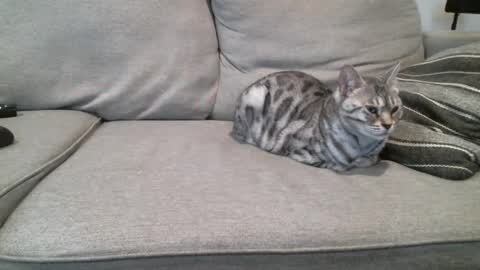 Buck online show from March 3, 3:42 pm