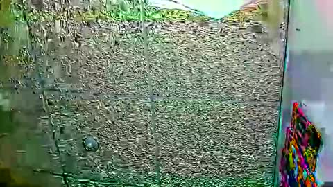 Snapshot of candy_cumy1 chatting on January 12, 6:07 am Dayan Camila online show from January 12, 6:07 am