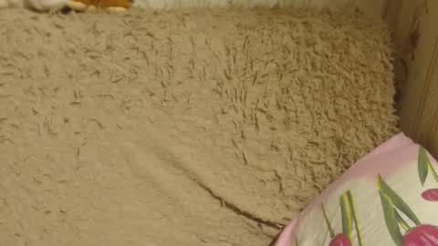 Snapshot of candylady136 chatting on December 18, 6:14 pm say meow and send tip online show from December 18, 6:14 pm