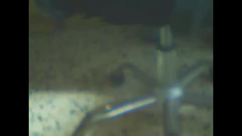 castells online show from February 10, 4:44 pm