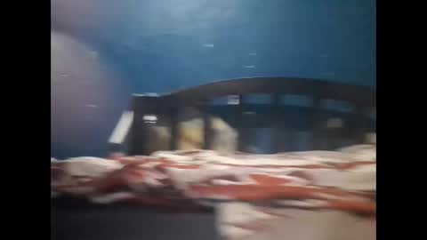 Snapshot of champeemkuu13 chatting on December 20, 10:11 pm Khalif online show from December 20, 10:11 pm