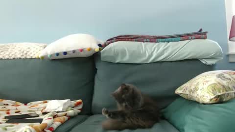 Snapshot of chelseasentra1 chatting on January 28, 5:46 pm Chelsea online show from January 28, 5:46 pm