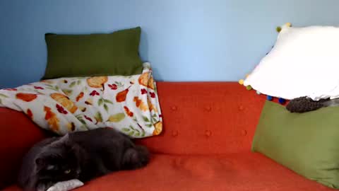 Snapshot of chelseasentra1 chatting on September 23, 1:25 pm Chelsea online show from September 23, 1:25 pm