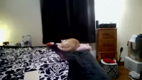 ChinaCove online show from January 31, 7:23 pm