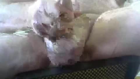 coffee90028 online show from February 3, 5:29 pm