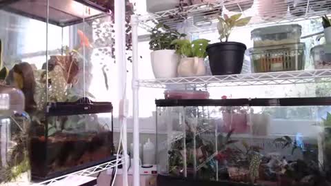 Snapshot of constantcumquest chatting on October 6, 4:37 pm ANR Mommy online show from October 6, 4:37 pm