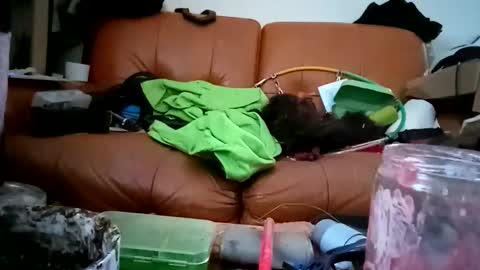 crystelweed online show from November 9, 8:56 am