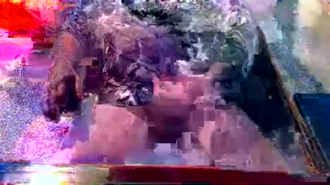 Snapshot of dabaatendae chatting on February 2, 10:17 pm dabaatendae online show from February 2, 10:17 pm