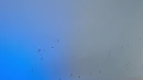 Snapshot of dakkotta_curvy chatting on October 15, 8:03 am VALENTINA online show from October 15, 8:03 am