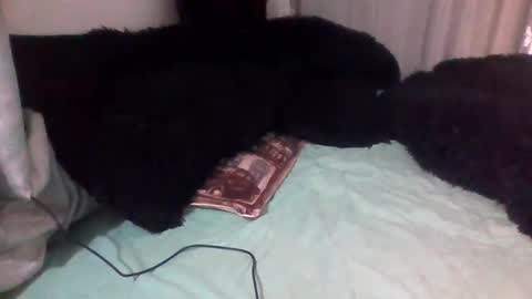 Snapshot of dani9821569006 chatting on September 14, 3:00 pm dani9821569006 online show from September 14, 3:00 pm