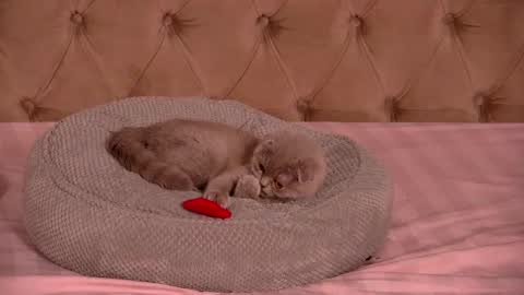 Ela online show from January 12, 10:48 pm