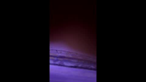 divorcedsissyhusband online show from March 23, 7:23 am