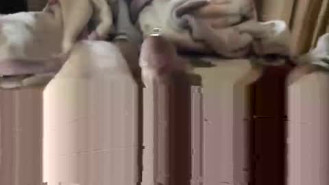 Snapshot of django_911 chatting on January 3, 5:53 pm django_911 online show from January 3, 5:53 pm