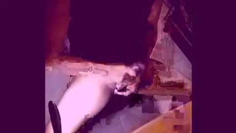 enjoylatino69 online show from April 19, 12:43 am