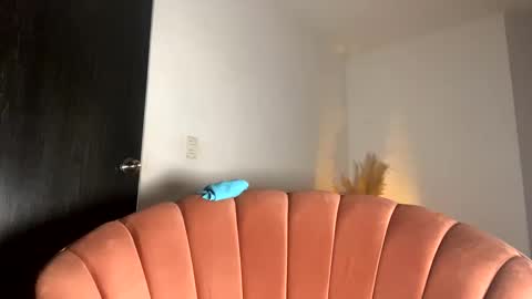 Thianna online show from November 15, 12:13 pm