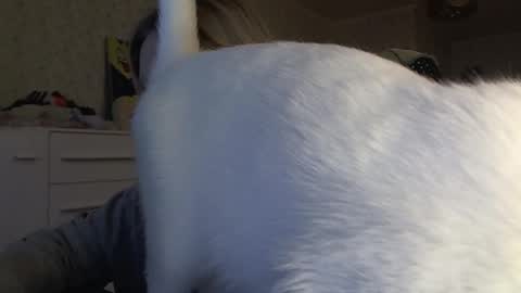 Arisha online show from November 6, 1:01 pm