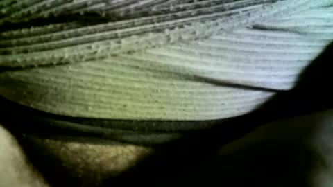 felicaste online show from February 14, 9:24 am