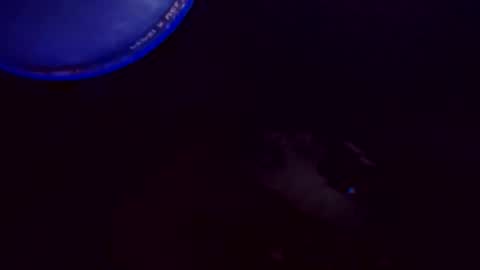 Snapshot of flashitorelindo chatting on November 24, 2:22 am flashitorelindo online show from November 24, 2:22 am