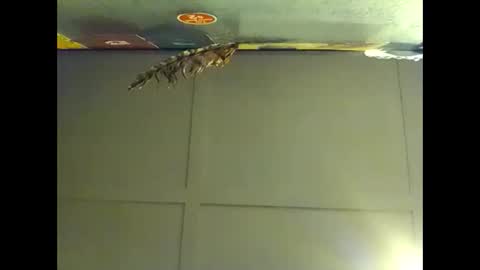 Warwick online show from November 1, 8:27 am