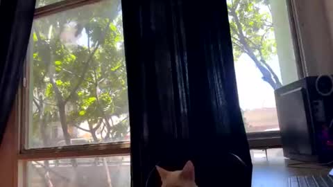 gerson229 online show from October 23, 1:21 pm