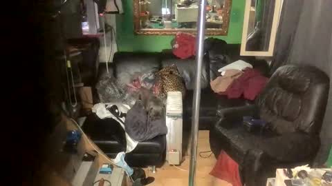 GinaGender online show from November 24, 7:13 pm
