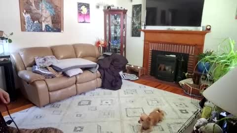 Snapshot of goodgirlcelestecat chatting on October 3, 3:31 pm goodgirlcelestecat online show from October 3, 3:31 pm