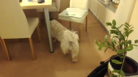 harald1234 online show from December 1, 7:30 pm