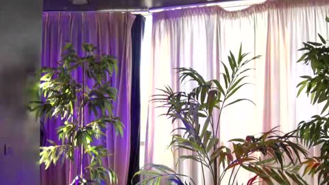 Anais online show from September 21, 6:15 am