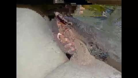 hung_mac0 online show from February 25, 2:27 pm