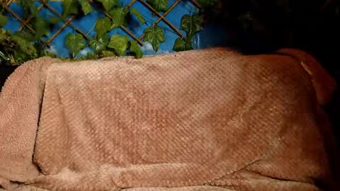 Kayla online show from December 14, 4:45 am