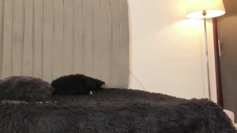 Snapshot of im_oleider chatting on February 28, 5:14 pm oleider dont forget your thumbs up online show from February 28, 5:14 pm