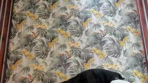 Italo Moore online show from September 25, 11:03 am