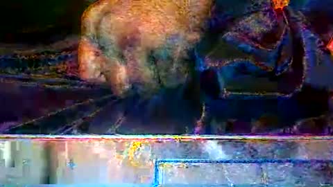 KENDREKO online show from March 14, 9:37 am